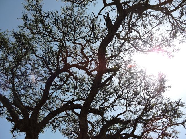 木漏れ日が心地よいマラ川のほとり。