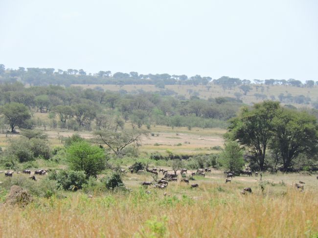 食事をしていると、川岸に続々とヌーが集まり始めました。