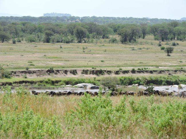視野の右手から左手に向かってどんどん進んで来るのでいよいよ川渡りかぁ！？<br />と期待したけど、レンジャーの話によると当分渡らないとの事なので<br />後ろ髪を引かれつつこの場を後に。。。