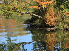 お腹もいっぱいになって満足したところで、撮影開始！
初日は大沼公園の中心部である、大沼に浮かぶ小島や多数の橋を巡る散策コースを主に撮影。