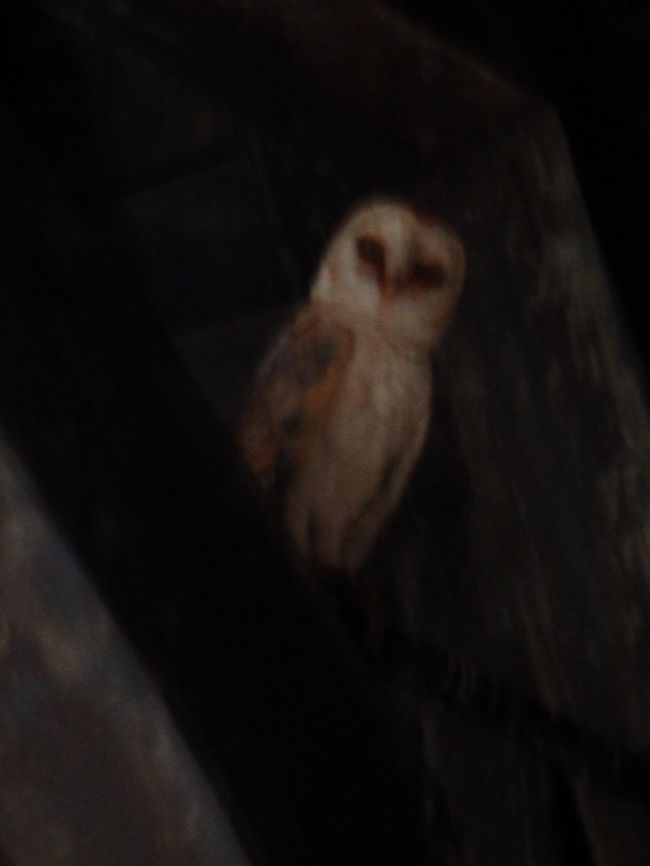 バタービールが売っている近くの建物の屋根の下の装飾のフクロウです。このフクロウは造りだけでもこっているのですが、一定の間隔で動くんです。こだわりすぎです。