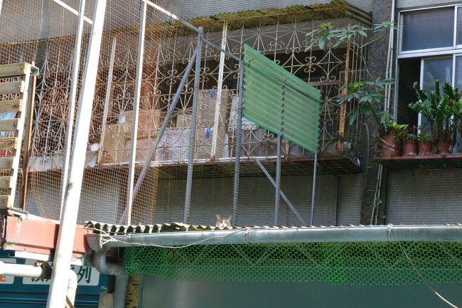 微熱山丘から歩いてレコード屋へ。<br />やっぱり海外でもレコードを掘ってしまう性よ…。<br />写真は道中にみた猫ちゃん。