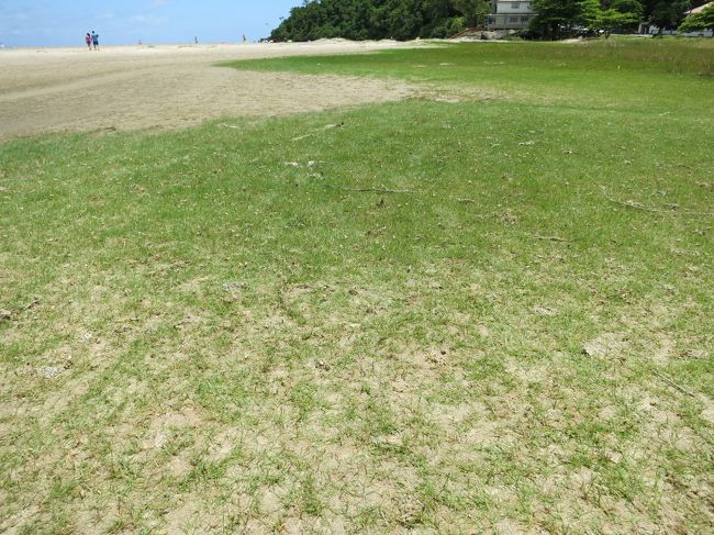 ビーチに歩いていく途中、芝生の場所があるのですが、何かが飛び跳ねています。虫かなと思い、よ〜く観てみます。