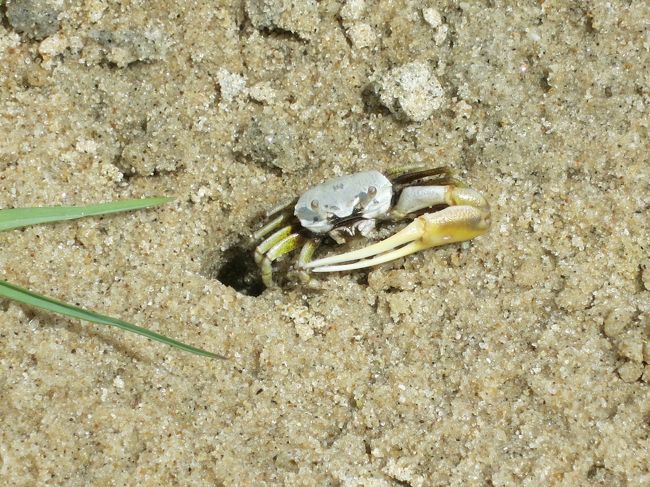 ２〜３cm位の蟹でした。