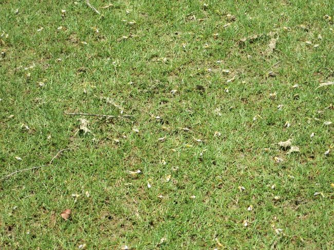 しかも、尋常じゃない数の蟹がいます。