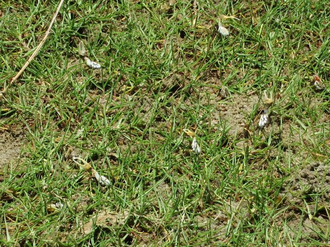 なぜか一斉に、大きい方の手を挙げます。<br /><br />「みんな、手を挙げるカニ！！」<br /><br />大きめの５cm位の蟹も一瞬姿を見せますが、直ぐ隠れます。