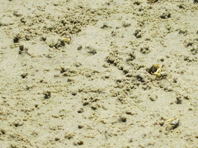 私の経験上、蟹をよく見かけるビーチは、環境が守られている所が多いです。もしかしたら、このビーチは凄いかもしれません。<br /><br />それにしても、誰も蟹に関心がないみたいです。<br /><br />