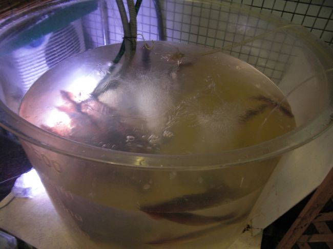 みんなで移動してイカ釣り