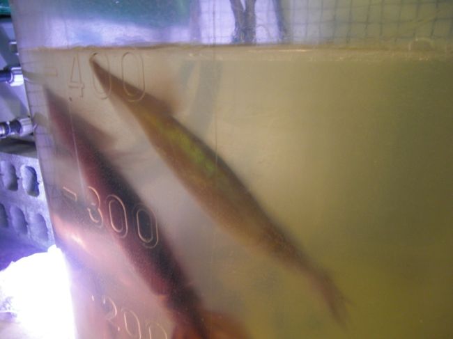 最初、３匹釣る予定がお店の方から大きいイカだから食べきれますか？と心配され。。。２匹に変更。。。<br /><br /><br />先輩ごめんなさい！！<br />若者（実際は若くありません）２人が責任もっておいしいイカを釣り上げます！！！