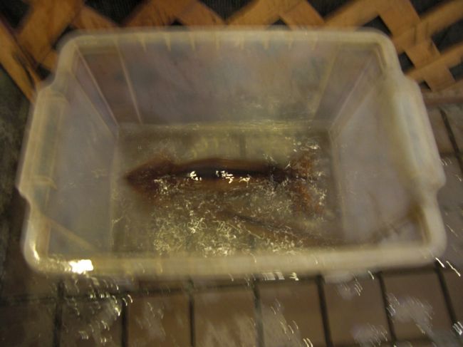 釣ったイカちゃん<br /><br /><br />いまからおいしく頂きます！！！