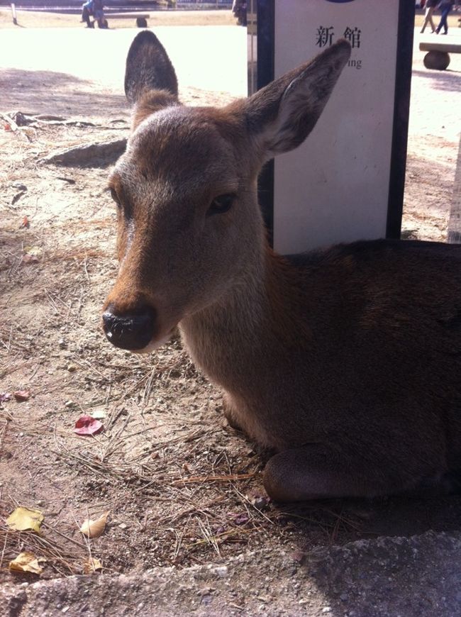 人間と共存しすぎている感のある、奈良公園の鹿。<br />どれだけ近づいても何の警戒心もないのね。。。