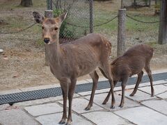 南大門の近くに親子の鹿

子鹿がお母さんのオッパイ飲んでます。
