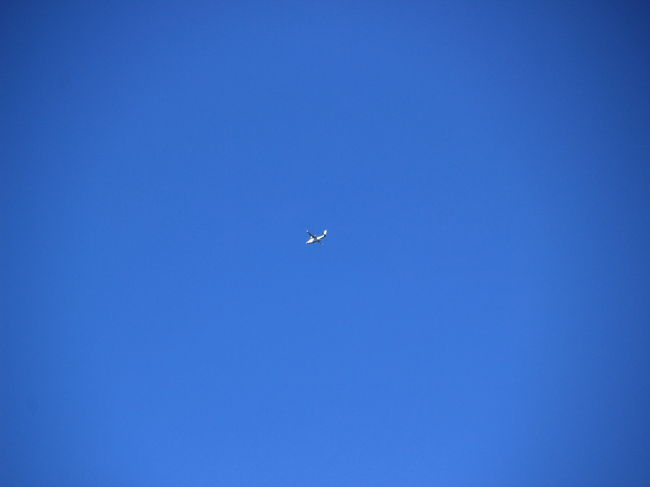 ・・・と、空を見上げるだんな様。<br /><br />おっ！！<br /><br />見逃さないねェ（笑）<br /><br />お天気がいいので、上空を飛ぶ飛行機がくっきり。
