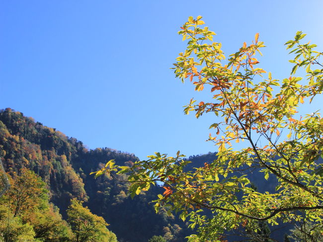 枝先がほんのり紅葉しかかってます。<br /><br />光が強くて、葉が透けてとっても綺麗。