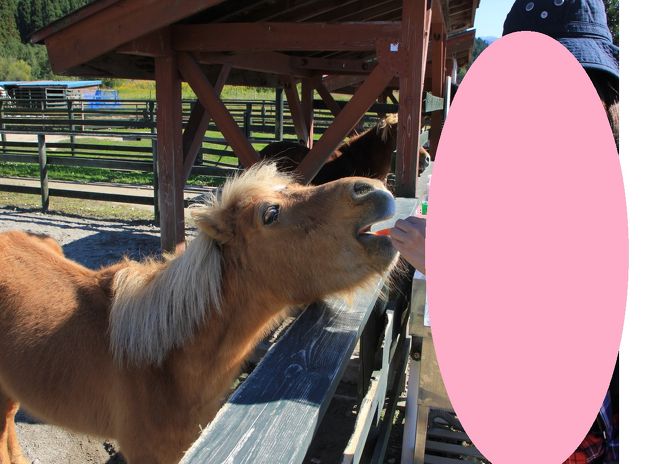 お馬さんにも餌をあげることができます。<br /><br />私はニンジンを購入して（確か50円か100円くらい）<br />お馬さんにあげてみました。<br /><br />うちではワンコを買っていますが、<br />あまりの顔の大きさにちょっと怖々・・・<br /><br />でも、ちゃんとお馬さんは私の手を食べずに<br />餌を食べてくれるんです、超カワイイっ。