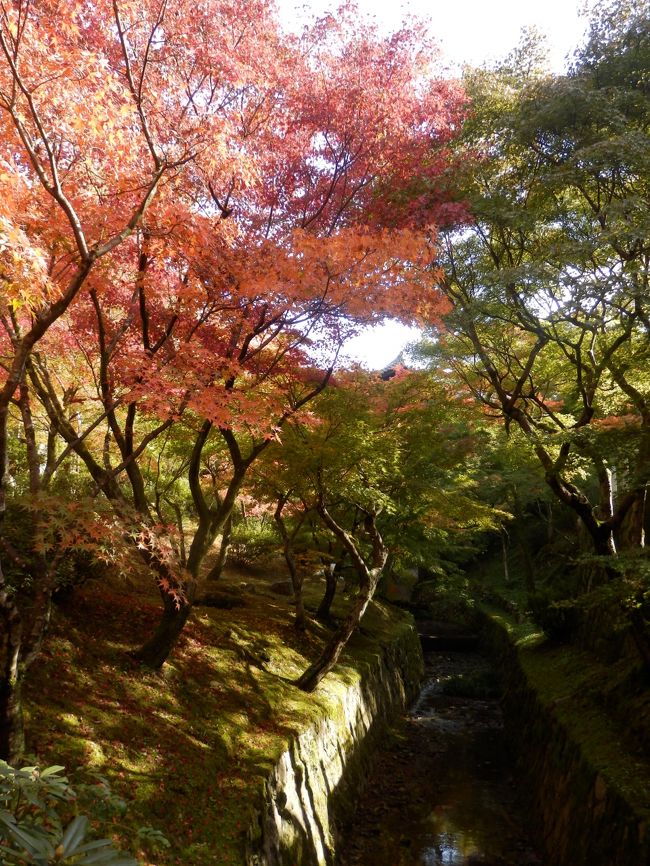 先ほどとは別の角度から見たところです。この川の周辺の木々が紅葉になって、遠くから見ると表紙の写真のような感じになります。