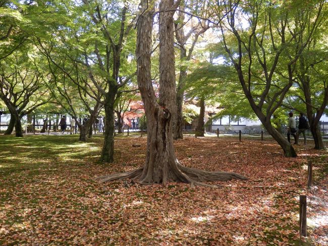 落ち葉が絨毯のようになっています。このような情景をまじかで見ることができます。