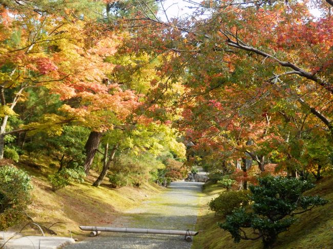 ガイドさんに付き添われて最初に行く道です。もうすっかり紅葉が堪能できます。桂離宮は京都の中でも紅葉が早いそうです。