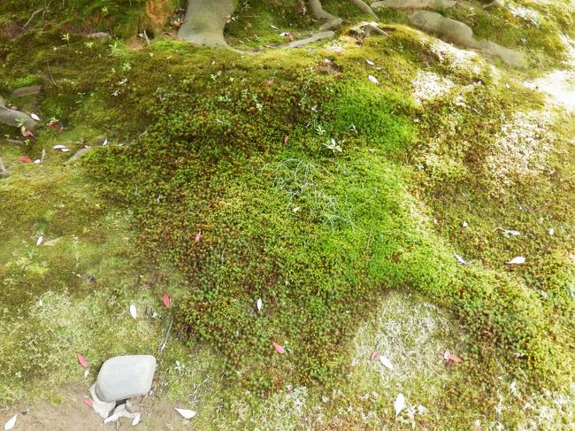 先ほどの外腰掛の目の前にある苔です。この見学日の前日に雨が降ったおかげで苔がこんなにもみられたそうです。このあたりも住宅が増えたことにより乾燥気味で、以前ほど苔が育ちにくくなっているそうです。