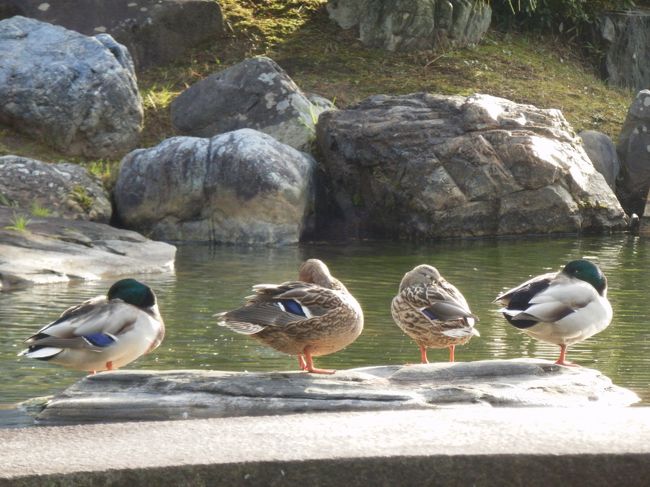 天橋立です。文字どおり天橋立を見立てて作られたそうです。この池全体に鳥がよくいます。宮内庁の建物の中にはよく見られる光景です。