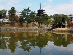 昨日のレンタサイクルを又借ります。
今日は電動ではなく、普通の自転車。奈良ホテルへ向かってゴー！

猿沢池

興福寺の五重塔が池に映って綺麗です。