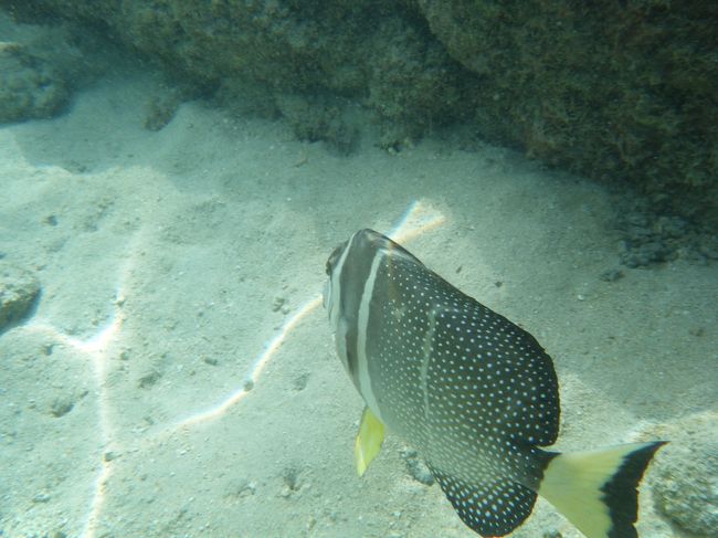 海の中、最高！