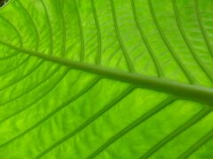 クワズイモの葉っぱ。