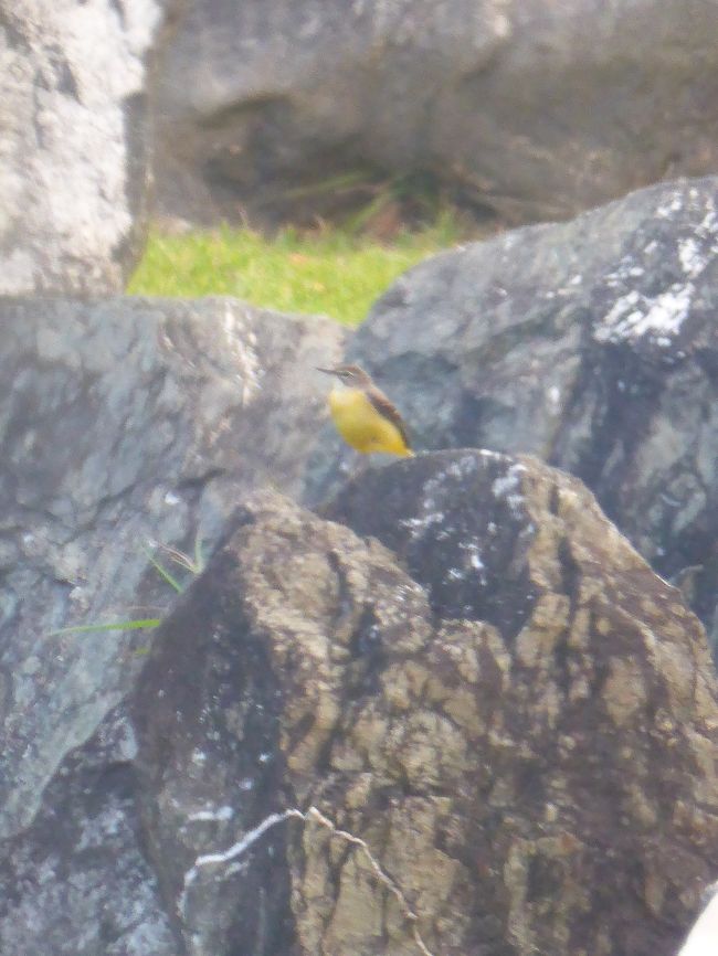 お庭にかわいい黄色い鳥が。