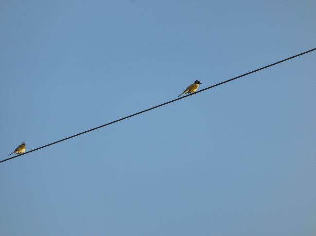 昨日の夜は駐車場がいっぱいで、少し離れたところにある第2駐車場に車を止めました。<br />そこへ行く道にも小鳥が。