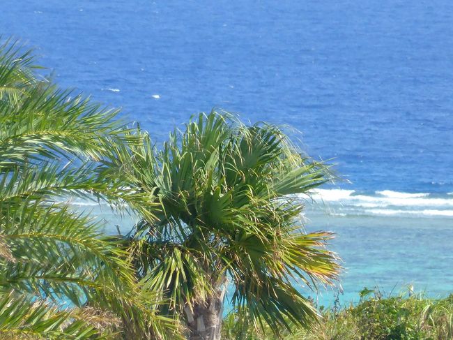 空港の向こうに見える海。<br />ヤシの木が風に揺れていて今日も風が強そうです。