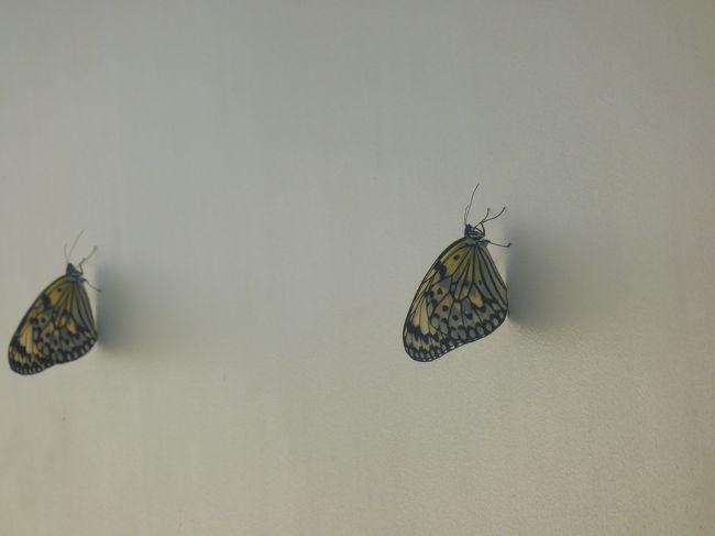 空港内でオオゴマダラが飼育されていました。