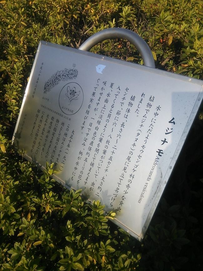墨田緑道公園 自転車