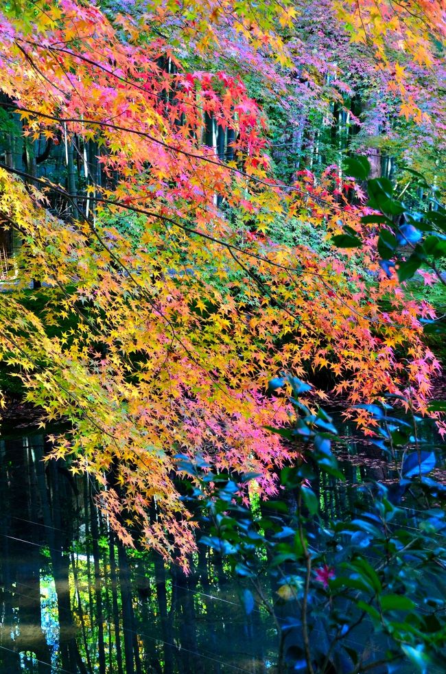 掛け軸　渡辺章雄　円光寺紅葉 もこたさんの投稿/圓光寺 ｜ ことりっぷ
