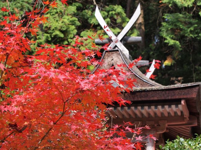 日本の神社建築様式のひとつ　「春日造」と云うそうです。<br /><br />繊細で美しいです。