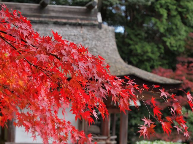 本堂の廊下から、紅葉を楽しませていただきました。
