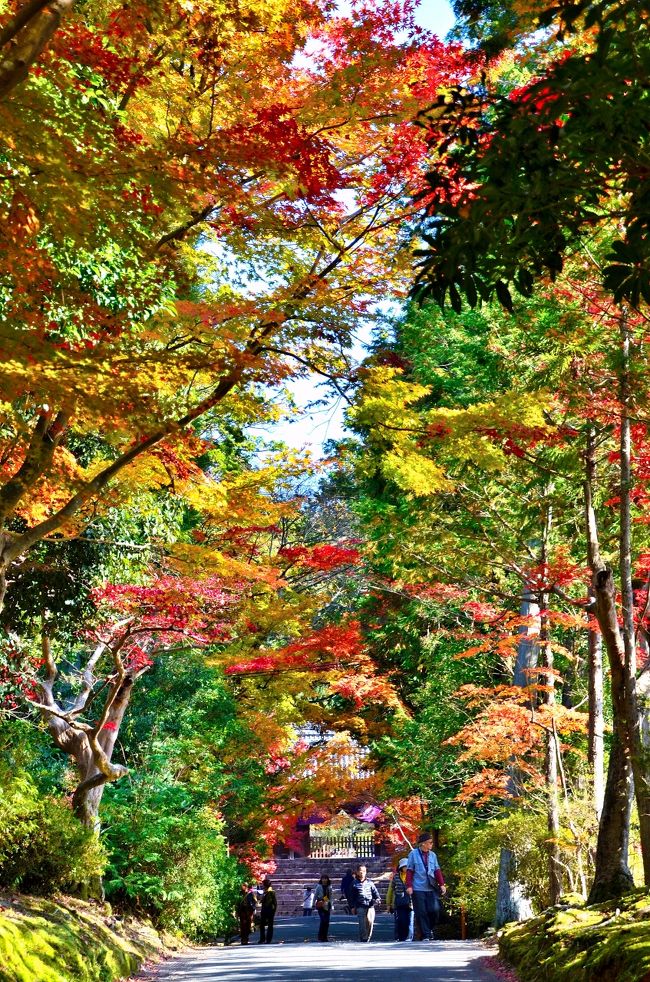 情緒纏綿 洛北錦秋紀行③曼殊院門跡編』京都の旅行記・ブログ by