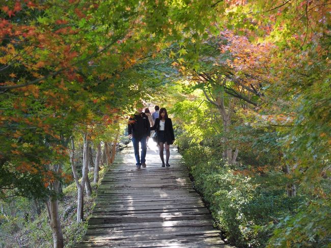 ここは、紅葉はまだ