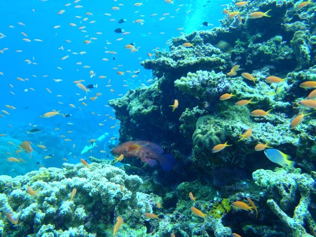 ストロボの調整がうまくいかず、きれいに撮れたのは自然光。