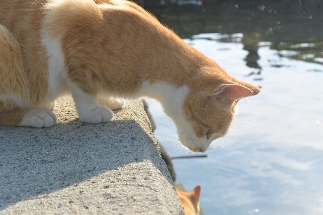 猫島:青島。8テレビの酷い取材』大洲(愛媛県)の旅行記・ブログ by の