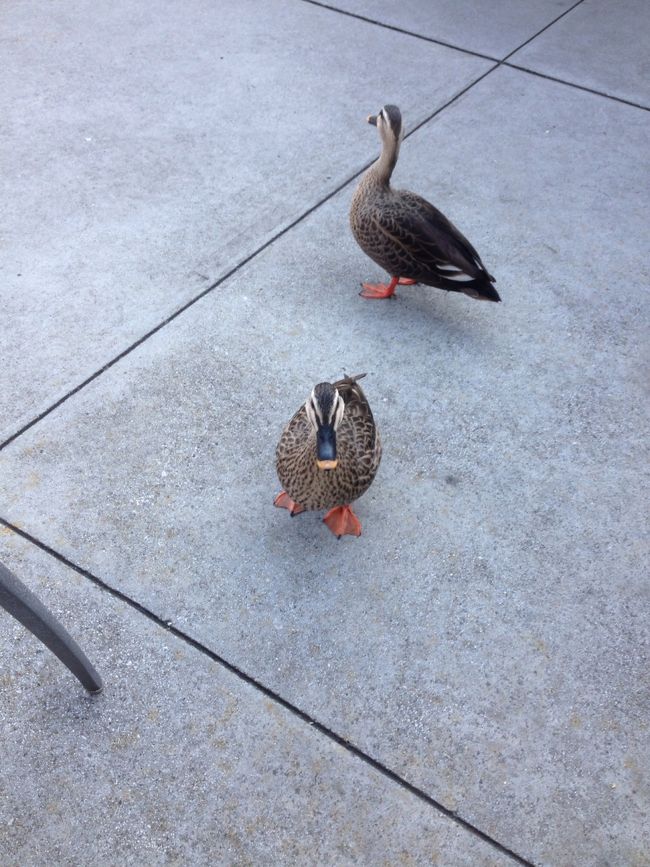 浮き輪まん食べてると お客様が^_^<br /><br />浮き輪まんの後は抽選で当たったビックバンドビート〜<br /><br />写真は撮れないので 毎年 クリスマスバージョンのビックバンドビートは楽しみの、一つなんですが個人的には今年のは見応えがありました^_^<br />