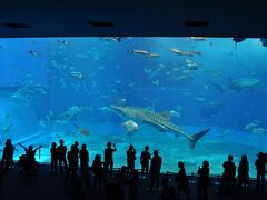 水族館は、館自体の規模は八景島よりも小さいくらい。熱帯の海と黒潮の海の２つの大水槽があり、その途中の通路に個別の生き物を展示した小水槽が並んでいる、という構成です。
入り口のタッチプールで、勇気を振り絞ってヒトデに触るコウくん。いつもより少しだけ積極的です。いつもなら、すごいスピードで鑑賞していく長男が、めずらしくじっくり見ています。一方2歳の次男は、
「じゃ、次いこっ」
とどんどん先に行ってしまいます。
熱帯の海も、ぐるっと１周窓がついていて、通路を進みながら、上からだと死角になっていたところが、後半見えるようになっていて、なかなか考えられています。

そして、小水槽を突破した先にあったのが、世界一の黒潮の海の水槽です。