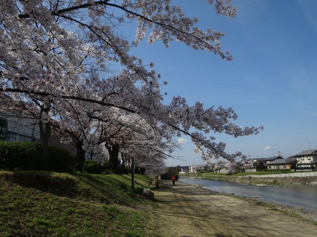 鴨川の桜見ながら<br /><br />散歩。