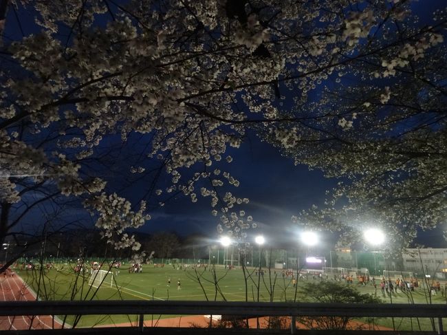 もうすっかり暗くなり<br /><br />夜桜鑑賞です。