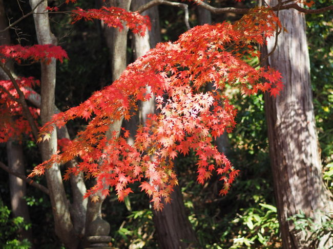 午前の陽射しが柔らかくて、綺麗でした。