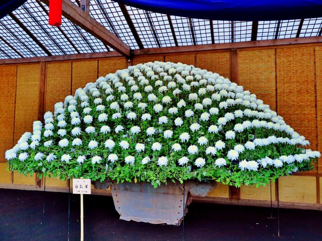 ★「新宿御苑に於ける和菊の伝統的栽培法写真図説」　東京農業大学図書館　（二冊） ☆「新宿御苑に於ける和菊の伝統的栽培法写真図説」 東京農業