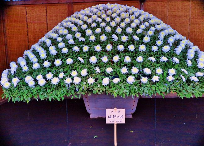 新宿御苑-4 菊花壇展4/8 大作り花壇 三鉢豪華！ ☆千輪作りの