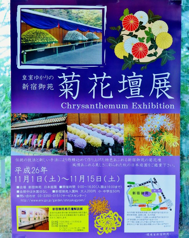 新宿御苑-4 菊花壇展4/8 大作り花壇 三鉢豪華！ ☆千輪作りの