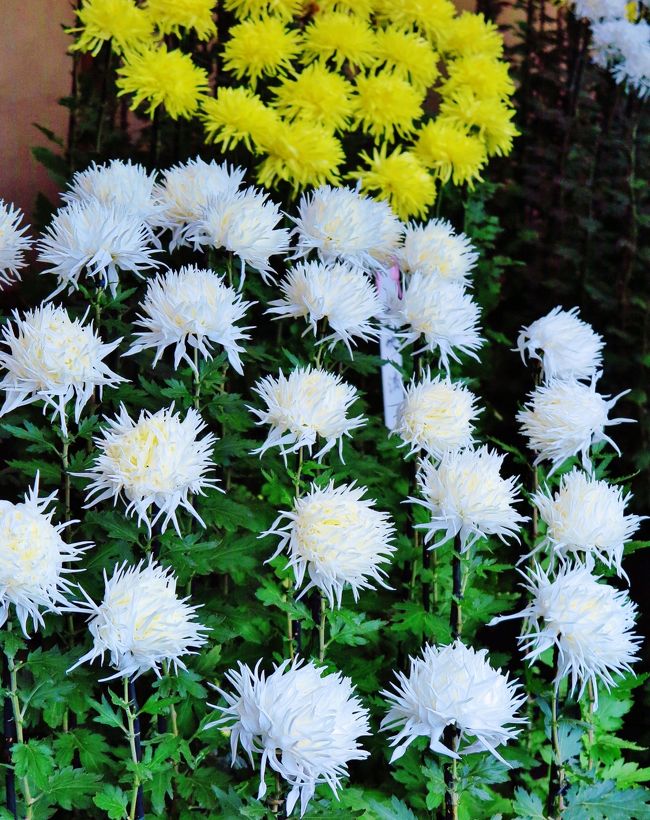 新宿御苑-5 菊花壇展5/8 江戸菊花壇 狂いの芸 ☆花びらが様々に