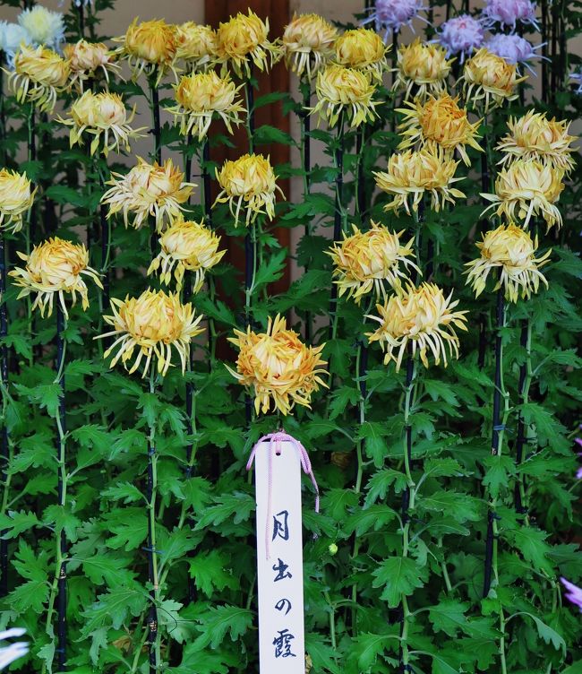新宿御苑-5 菊花壇展5/8 江戸菊花壇 狂いの芸 ☆花びらが様々に
