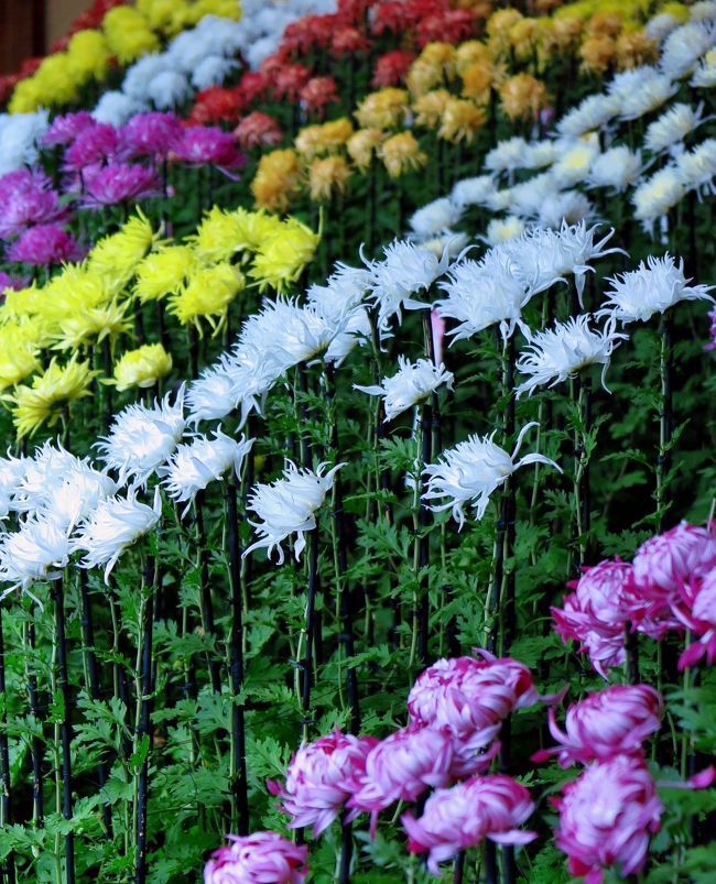 新宿御苑-5 菊花壇展5/8 江戸菊花壇 狂いの芸 ☆花びらが様々に